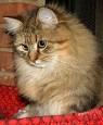 Our Colorpoint Siberians - cartier-siberian-cats