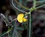 Image result for Nesaea aspera