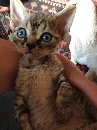 The devon rex with his unusual looks and clownish personality, can be seen a bit otherworldly! Devon Rex Cats Kitty For Sale Puppies For Sale Dogs For Sale Dog Breeders Dog Kennel Kitten For Sale Cat For Sale