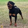 Training your doberman to be a guard dog brings a lot of benefits. 1