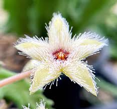 Image result for Orbea knobelii