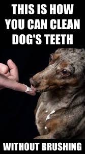 How To Remove Tartar From Dog S Teeth At Home Without Dental Care Is So Important For Our Dogs But Brushing Your Dog In 2020 Dog Teeth Dog Teeth Cleaning Dog Care