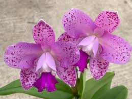 Image result for Faurea intermedia