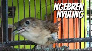 Utamanya bagi mereka yang baru mengenal jenis burung kicau. Kd70hly3v Dfdm