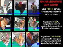 Maybe you would like to learn more about one of these? Ayam Serama Posts Facebook