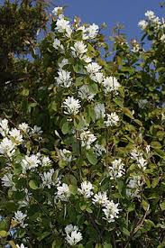 Image result for Amelanchier alnifolia