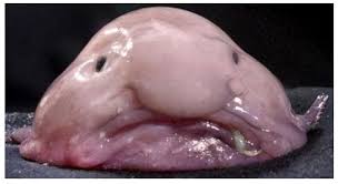 The most comprehensive image search on the web. Fp Is Filled With Doges An Kitteys Can Blobfish Get Some Love Album On Imgur