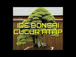 Maybe you would like to learn more about one of these? Ide Bonsai Cucur Atap Youtube