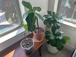 Image result for Dasylepis eggelingii