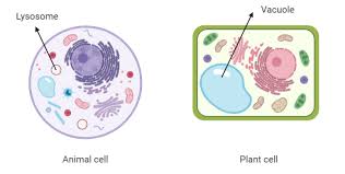 Check spelling or type a new query. The Main Function Of Lysosomes Is A Secretion B Respiration Class 11 Biology Cbse