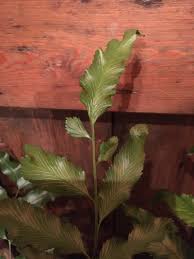 Image result for Pellaea longipilosa