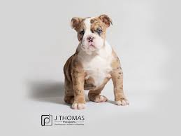 Victorian bulldog origin, appearance, character, temperament. Victorian Bulldog Puppies Petland Topeka