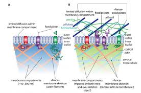 The cell wall, on the other hand, is not found in animal cells or protozoa. Plantae Review The Nanoscale Organization Of The Plasma Membrane And Its Importance In Signaling A Proteolipid Perspective Plant Physiol Plantae