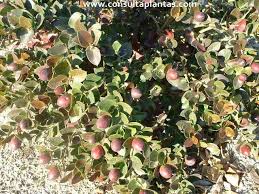 Image result for Carissa bispinosa