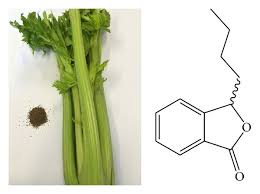 Image result for Apium graveolens