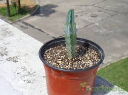 16:37 porporaporpita recommended for you. Cactuseros Com