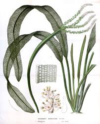 Image result for Aponogetonaceae