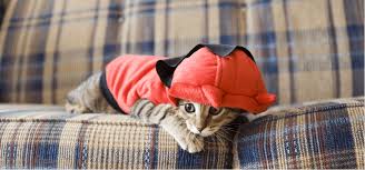 Cute cat clothes autumn winter pet clothing for cat costume rabbit ear clothes. 7 Outfits For Cool Cats Petplace