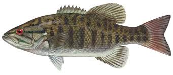 ᐅ Kyle Spring fishing reports🎣• Winchester, NV (United States) fishing