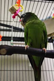Adopt Malcolm On Petfinder Conure Parrots Parrot Rescue Adoption
