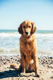 Navy Is My Neutral Beach Dog Photos Dog Beach Dogs