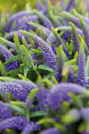 White anemone flowers symbolize sincerity due to their delicate appearance. 34 Different Types Of Purple Flowers For Your Garden Purple Flowers Meaning Purple Garden Types Of Purple Flowers Purple Perennials