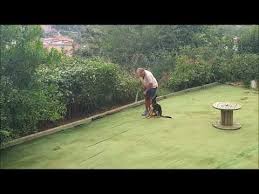 pet okulu kopek egitimi ve kop adli kullanicinin petokulu com panosundaki pin kopek egitimi kopek yavru kopek