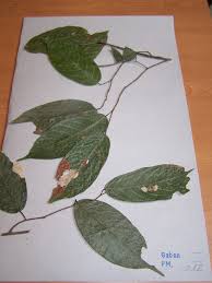 Image result for Marquesia