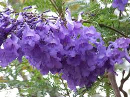 We rounded up our favorite purple flowers, from pale lilac to deep violet. Flora Of Ecuador S Sierra Flowering Trees Tree Identification Jacaranda Tree