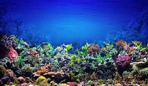 Most Important Water Parameters For A Saltwater And Reef Aquarium