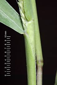 Image result for Setaria verticillata