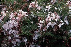Image result for Jasminum