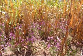 Image result for Striga junodii