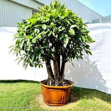 Image result for Ficus virens
