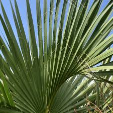 Image result for Sabal etonia