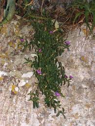 Image result for Cordylostigma virgatum