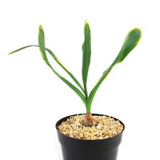 Image result for Drimia