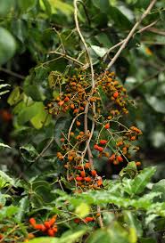 Image result for Agelaea pentagyna