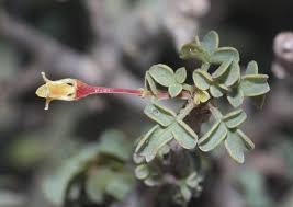 Image result for Lepidotrichilia volkensii