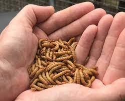 Like all holometabolic insects, they go through four life stages: Mealworm Compost Natural Fertilizer For Plants Insectcibus
