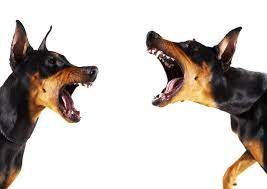 Stop Prevent Dog Fights Why Do Dogs Fight Texvetpets