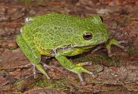 Image result for Hippocratea graciliflora