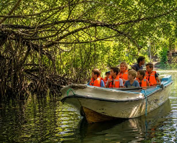 Mangrove Tunnels