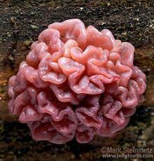 Mushrooms Are Awesome Ascotremella Faginea A Jelly Like Fungus Which Can Be Found Growing In North America On Well Rot Stuffed Mushrooms Plant Fungus Fungi