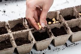 The more useful form of sphagnum moss is sphagnum peat moss, a product formed from decomposing sphagnum moss. What Is Peat Moss Should I Use It For Gardening Alovegarden Com