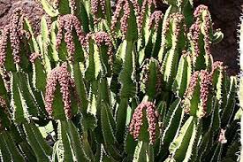 Image result for Euphorbia espinosa