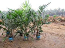 Cara budidaya kelapa sawit ini sudah diterapkan oleh salah satu mitra gdm dan terbukti bisa meningkatkan hasil panen dan keuntungan hingga 273%. Potensi Sumber Pendapatan Petani Selama Replanting Sawit Beranda
