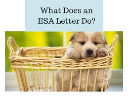 What Does An Esa Letter Do In 2020 Emotional Support Dog Emotional Support Animal Animal Letters