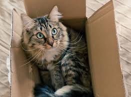Ich neugierige katze bild von janet wall von fotolia.com. Revierwechsel Umzug Mit Katze Zooroyal Magazin