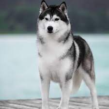 Wa and or malamute rescue. 9 Spike Ideas Siberian Husky Husky Dogs Holiday Inflatables